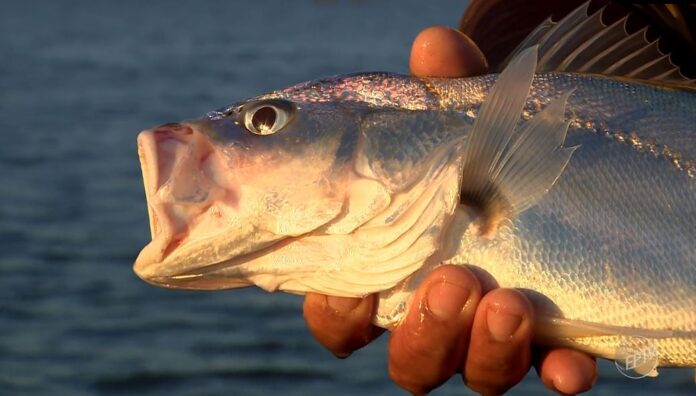 corvina