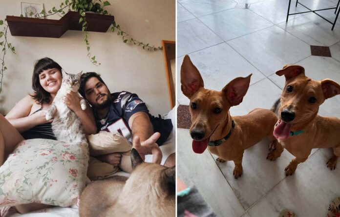 lorena-rodrigo-pets