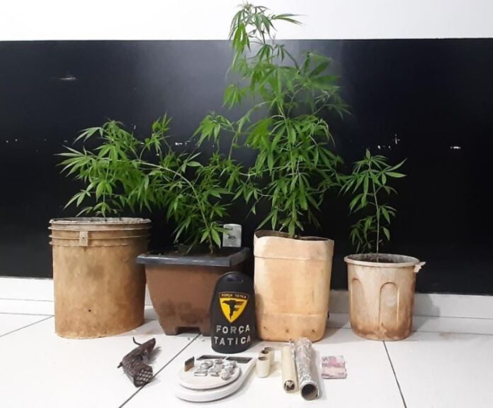 plantas