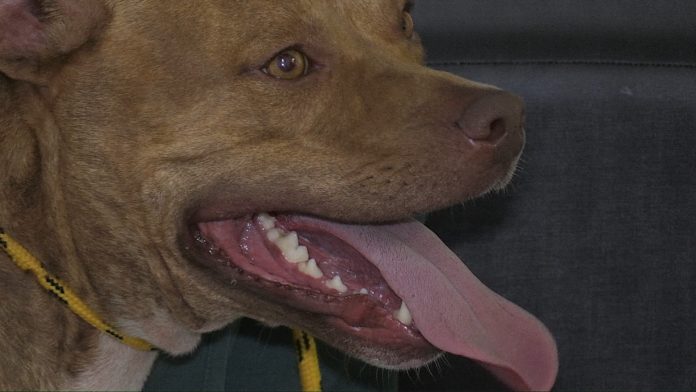 pit-bull-4-