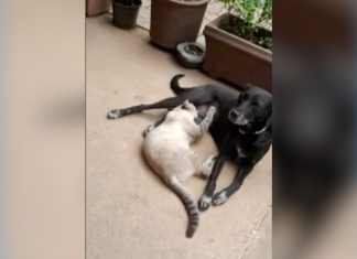 Cachorra é encontrada morta em frente de casa após tutora ouvir tiros: ‘Muito doloroso’