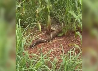 ‘Chegou a reagir com um bote’, diz engenheiro que se surpreendeu com cascavel gigante em estrada; VÍDEO